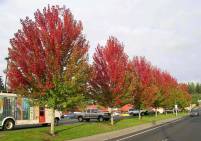 Acer freemanii Autumn Blaze