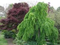 Cercidiphyllum japonicum pendulum