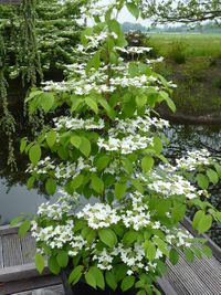 Viburnum plicatum Kilimanjar Sunrise 1