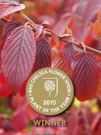 Viburnum plicatum Kilimanjar Sunrise 4