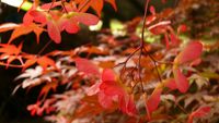 Acer palmatum atropurpureum samara