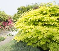 Acer japonicum shirasawanum Jordan