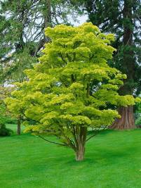 Acer japonicum shirashawanum Aureum