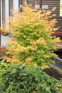 Acer palmatum Bi Hoo