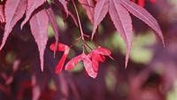 Acer palmatum Bloodgood samara