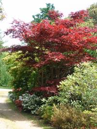 Acer palmatum Fireglow