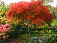 Acer palmatum dissec. Seiryu