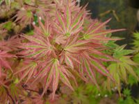 Acer palmatum Ikandi 1