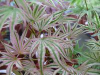 Acer palmatum Ikandi 2