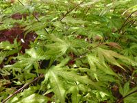 Acer palmatum Sawa Chidori