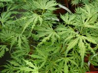 Acer palmatum Sister Ghost