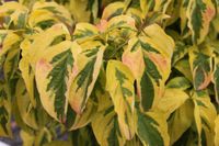 Cornus florida Cherokee Sunset hojas