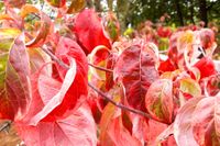 Cornus florida Rainbow otoño