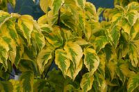 Cornus florida Rainbow primavera