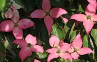 Cornus kousa Beni Fuji