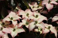 Cornus kousa Capuccino