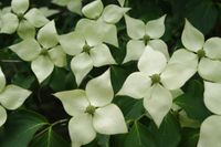 Cornus kousa Galilean