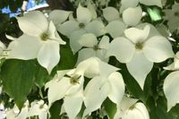 Cornus kousa Milky Way