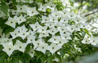 Cornus kousa Milky Way_1