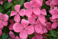 Cornus kousa Radiant Rose