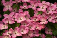 Cornus kousa Satomi_1