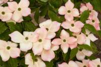Cornus rutgan Stellar Pink
