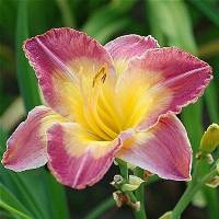 Hemerocallis Cheese and Wine
