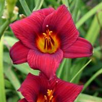 Hemerocallis Dark Avenger