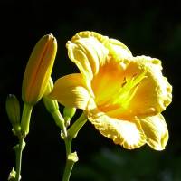 Hemerocallis Hot Stuff