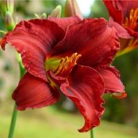Hemerocallis Ma Hackins Pick