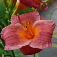 Hemerocallis Pixi Poet