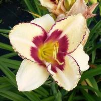 Hemerocallis Rainbow Candy