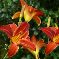 Hemerocallis Red 52