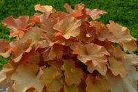 Heuchera Caramel