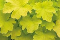 Heuchera Citronelle