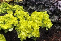 Heuchera Lemon Supreme Heuchera Lemon Supreme