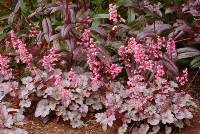 Heuchera Milan
