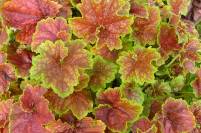 Heuchera Miracle