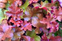 Heuchera Red Sea