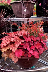 Heucheras_maceta_5