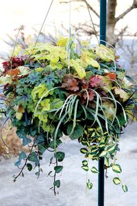 Heucheras_maceta_6