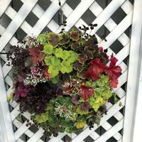 Heucheras_maceta_9
