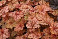 Heucherella Honey Rose