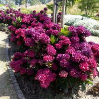 Hydrangea Merveille Sanguine 1