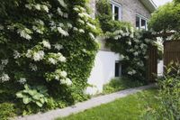 Hydrangea anomala Petiolaris 4