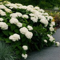 Hydrangea arborescens Annabelle Hydrangea arborescens Annabelle
