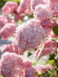 Hydrangea arborescens Pink Annabelle Hydrangea arborescens Pink Annabelle