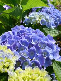 Hydrangea macrophylla Bodensee Hydrangea macrophylla Bodensee