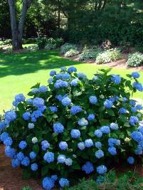 Hydrangea macrophylla Endless Bloom