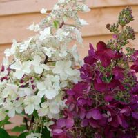 Hydrangea paniculata Candlelight 2